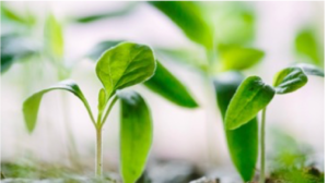 crop of indoor farming at scale